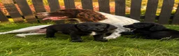 Springador dogs for sale: Springador Puppies🐶 - Advert 10