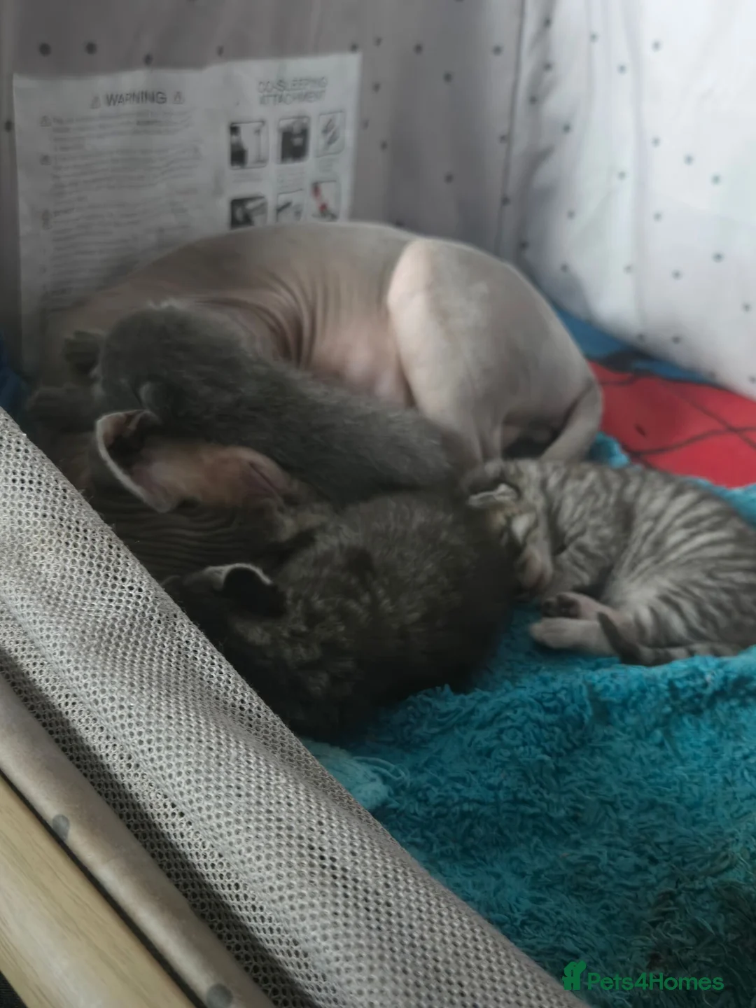 Mixed Breed cats for sale: Beautiful sphynx cross in Mold - Advert 2