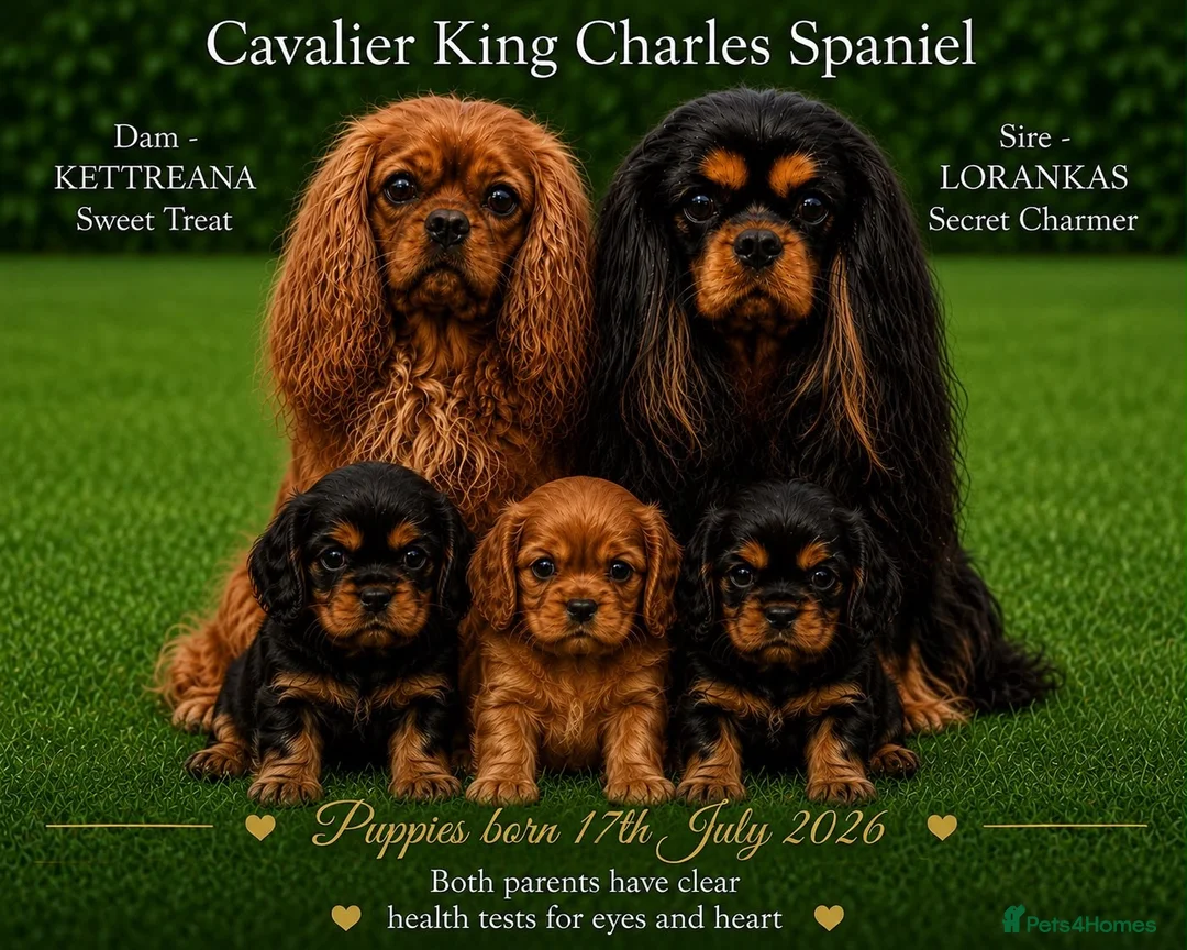 Cavalier King Charles Spaniel dogs for sale: Ruby boy health tested parents  - Advert 3