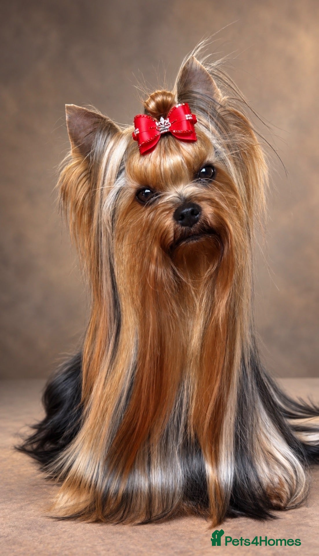 Yorkshire Terrier dogs KC REG UK Champion 🏆Yorkshire terrier for STUD - Advert 17
