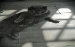 Scottish Fold cats for sale: Scottish fold - Image 4