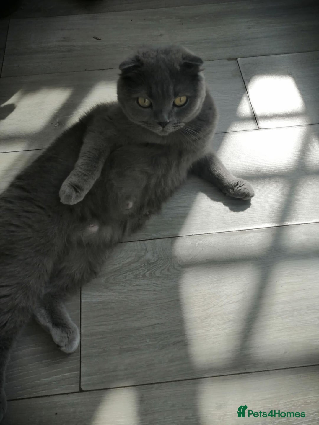 Scottish Fold cats for sale: Scottish fold - Image 4