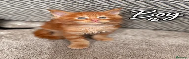 Maine Coon 1