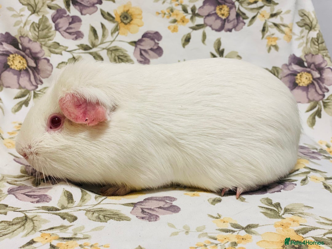 Guinea Pig rodents for sale: Beautiful mix of baby male Guineapigs  - Advert 20