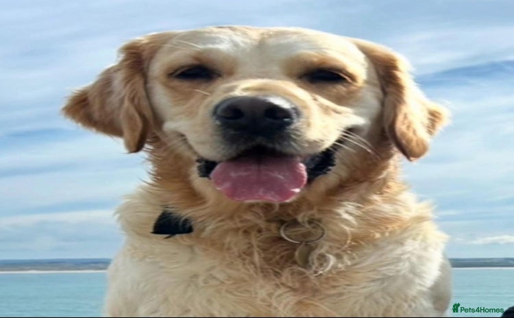 Golden Retriever dogs - Advert 1