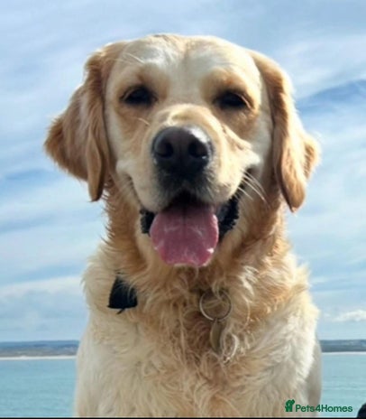 Golden Retriever dogs - Advert 3