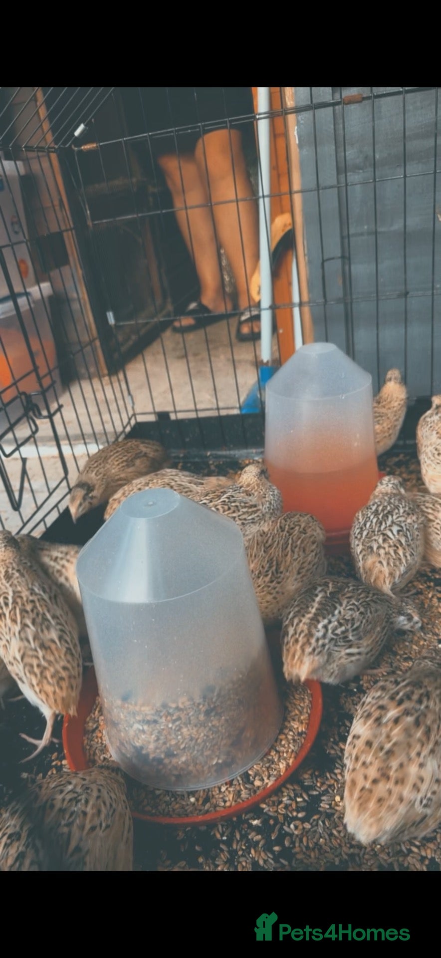 Quail poultry Quail Breeding group - Advert 1