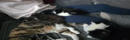 Mixed Breed cats for sale: 3 Beautiful Black & White kittens - Advert 3