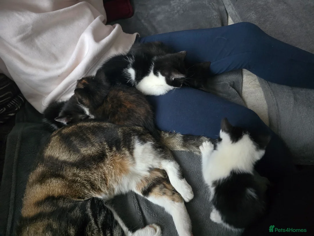 Mixed Breed cats for sale: 3 Beautiful Black & White kittens - Advert 3