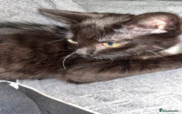 British Shorthair cats for sale: Kittens - Image 2