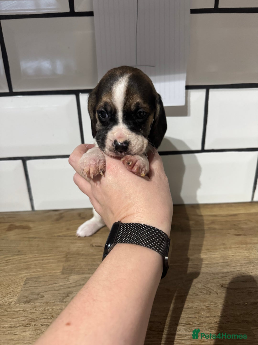 Beagle dogs for sale: Beautiful beagle puppies  - Advert 9
