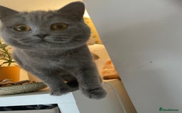 British Shorthair cats for sale: British short hair cute  - Advert 1