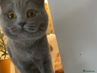 British Shorthair cats for sale: British short hair cute - Advert 1