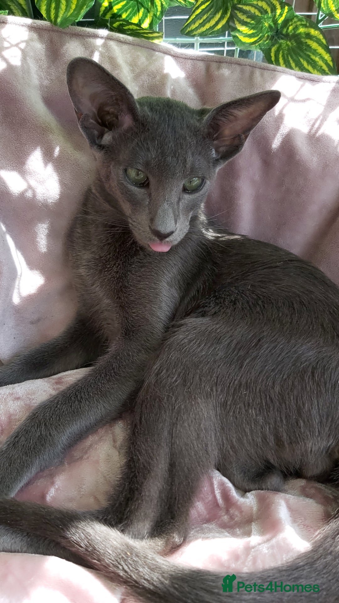 Oriental cats for sale: Full Pedigree Oriental 1 Kitten XL size ears GCCF in Biggleswade - Image 3