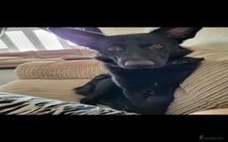 Mixed Breed dogs for sale: Looking to rehome our Gorgeous Boy - Image 2