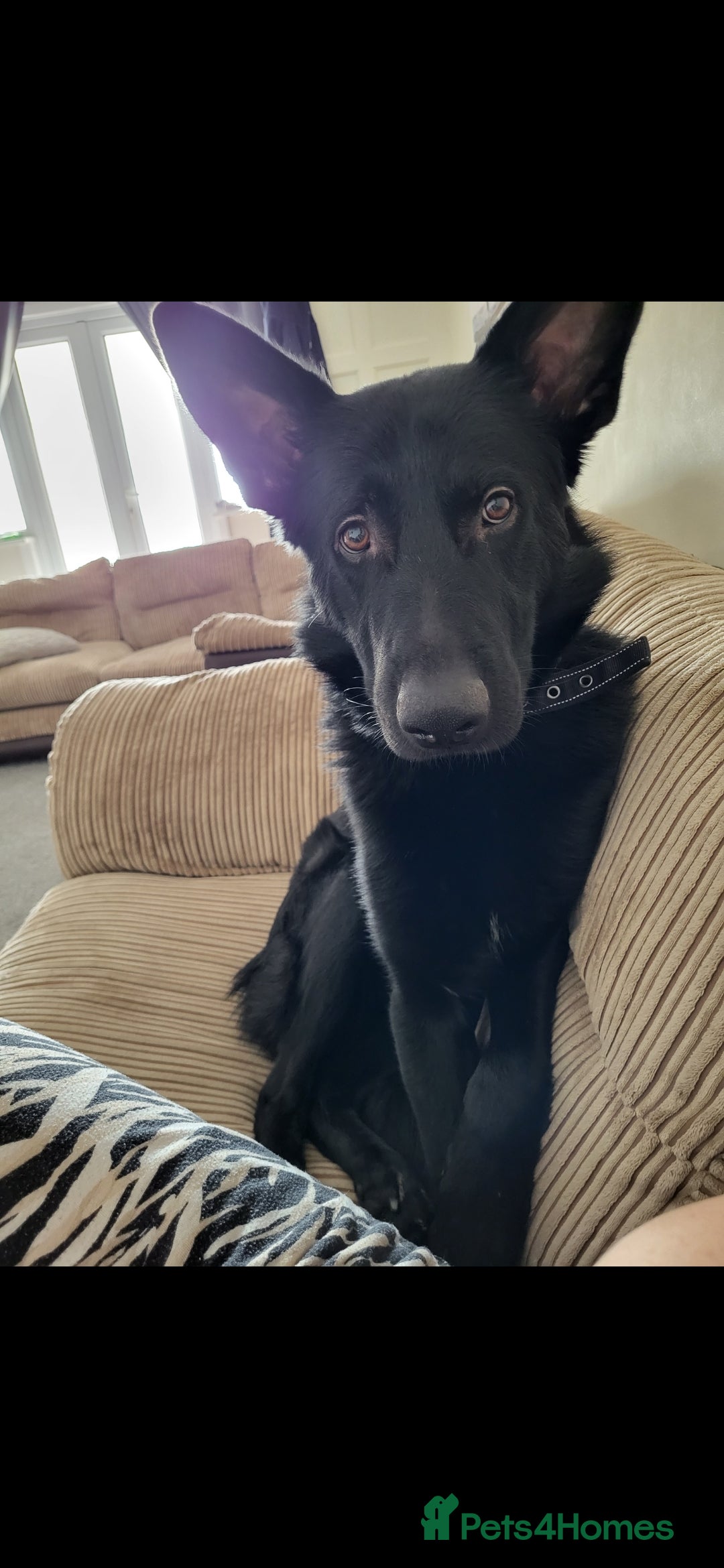 Mixed Breed dogs for sale: Looking to rehome our Gorgeous Boy - Image 2