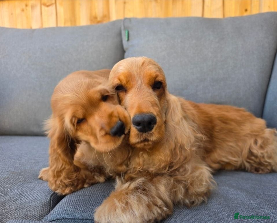 Cocker Spaniel dogs KC SHOW COCKER SPANIELS ( GENETIC TESTED PARENTS) - Advert 3