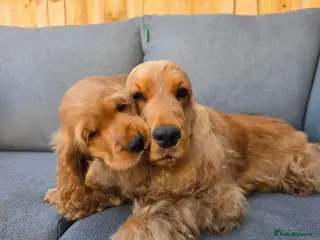 Cocker Spaniel dogs KC SHOW COCKER SPANIELS ( GENETIC TESTED PARENTS) - Advert 3
