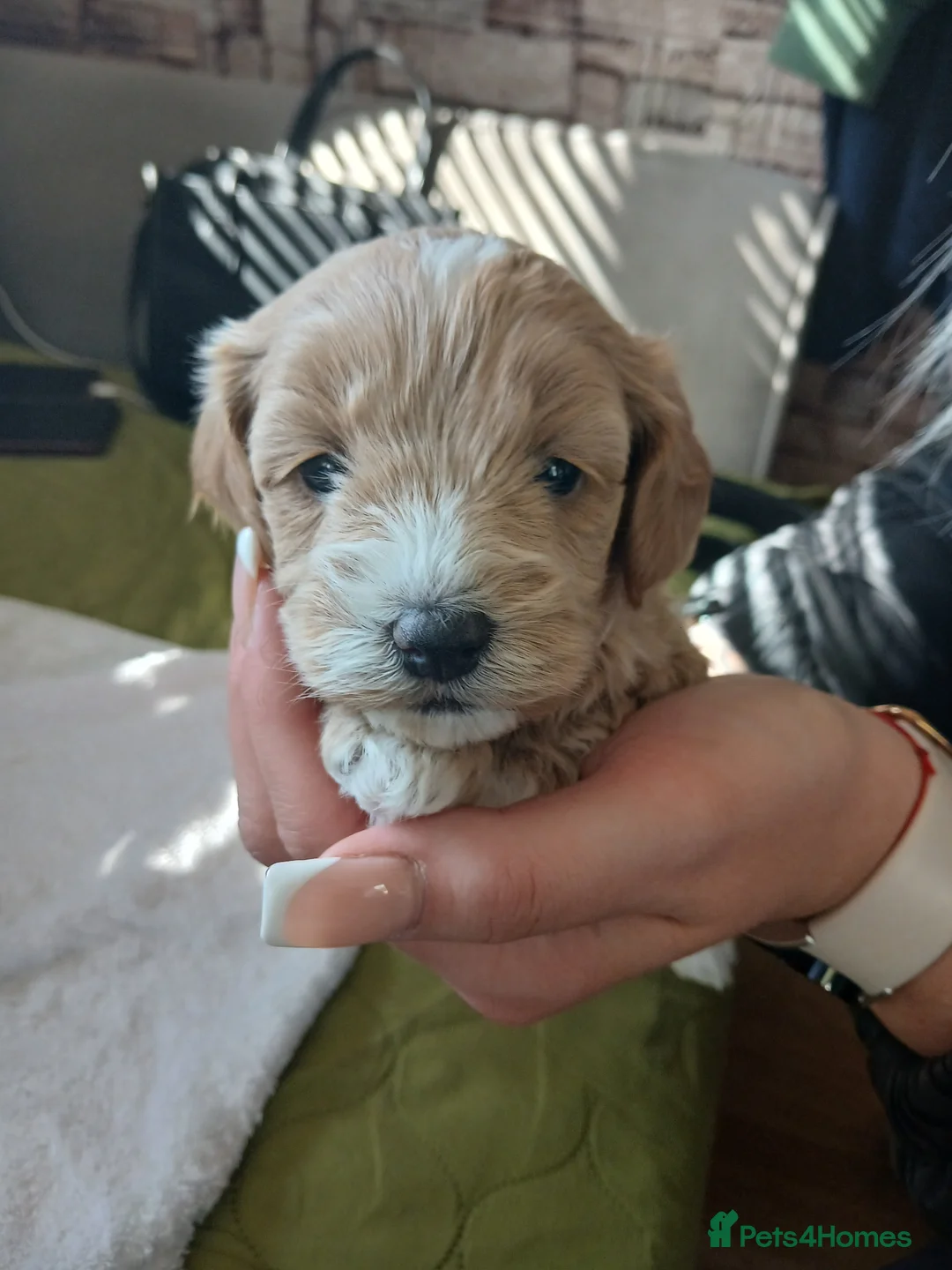 Havapoo dogs for sale:  READY TO GO afterTuesdayLovely havapoos,2Girls1Bo - Advert 2