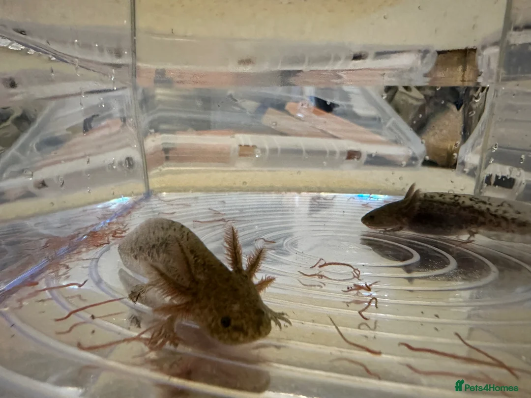Axolotl reptiles for sale: Axolotl Babies - only 3 left!  - Advert 1