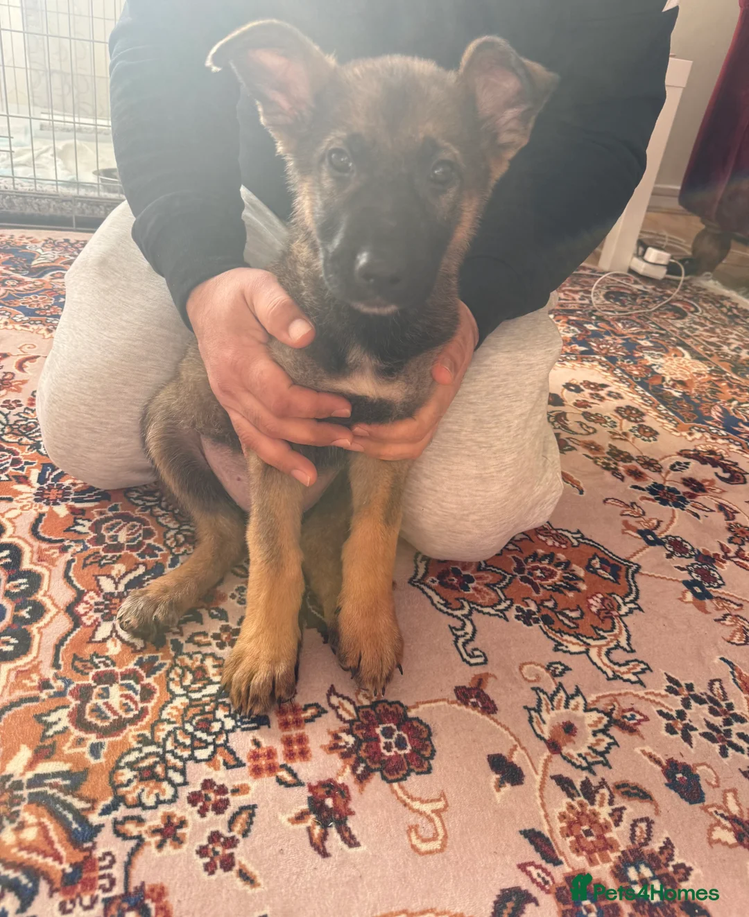 German Shepherd dogs for sale: beautiful 3 month old German shepherd  - Advert 3