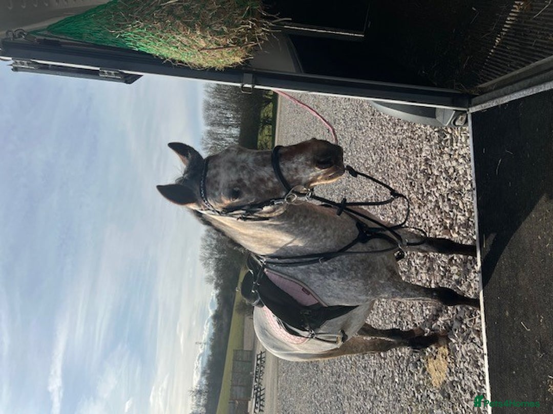 Appaloosa horses for sale: 13.1 hh Appaloosa Mare  - Image 15