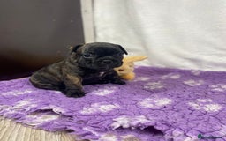 French Bulldog dogs for sale: 15th Gen French Bulldogs (KC reg / breed colours) in Nottingham - Image 12
