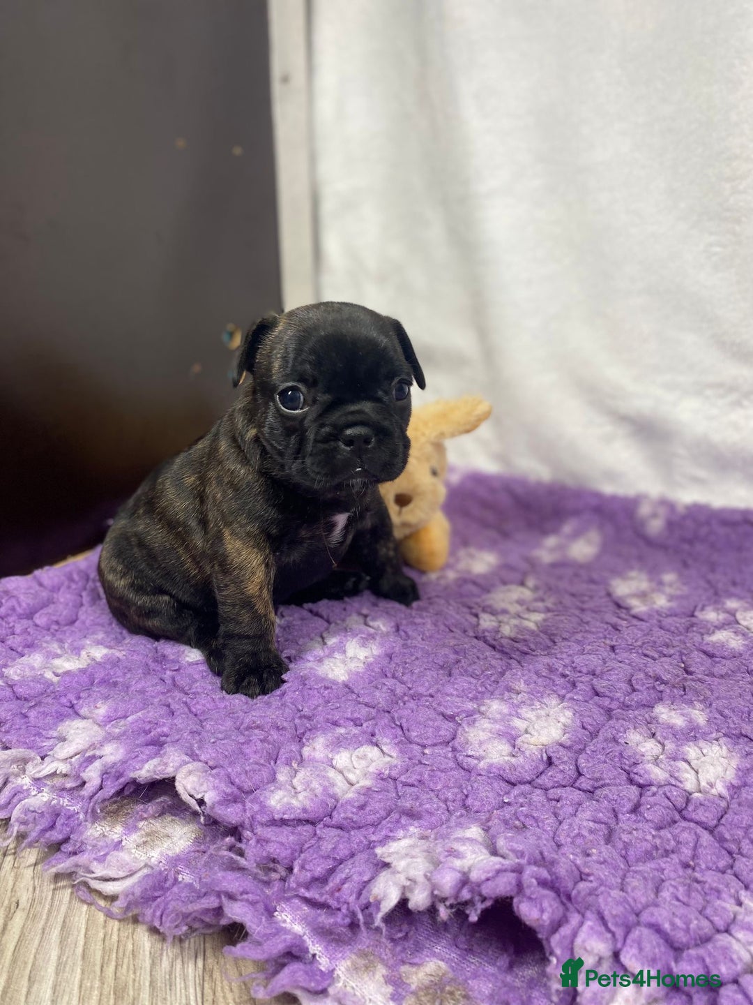 French Bulldog dogs for sale: 15th Gen French Bulldogs (KC reg / breed colours) in Nottingham - Image 12