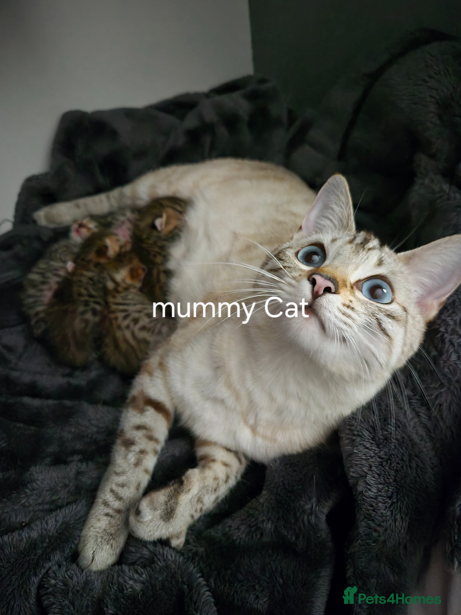 Bengal cats 💓Beautiful spotted (Rosetted) brown bengals - Advert 1