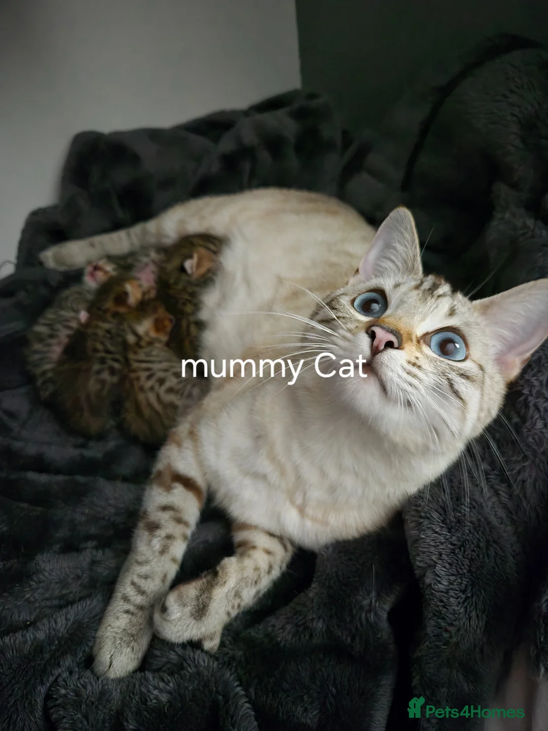 Bengal cats for sale: 💓Beautiful spotted (Rosetted) brown bengals - Advert 1