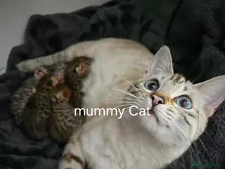 Bengal cats 💓Beautiful spotted (Rosetted) brown bengals - Advert 1