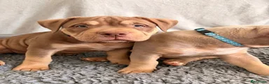 American Bully 2