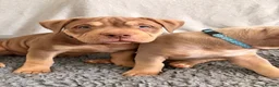 American Bully dogs for sale: Puppies for sale - Advert 3