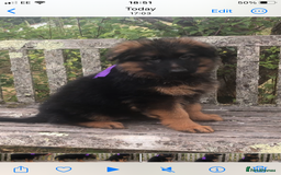 German Shepherd dogs for sale: Beautiful chunky long haired black, tan & red pups - Image 9