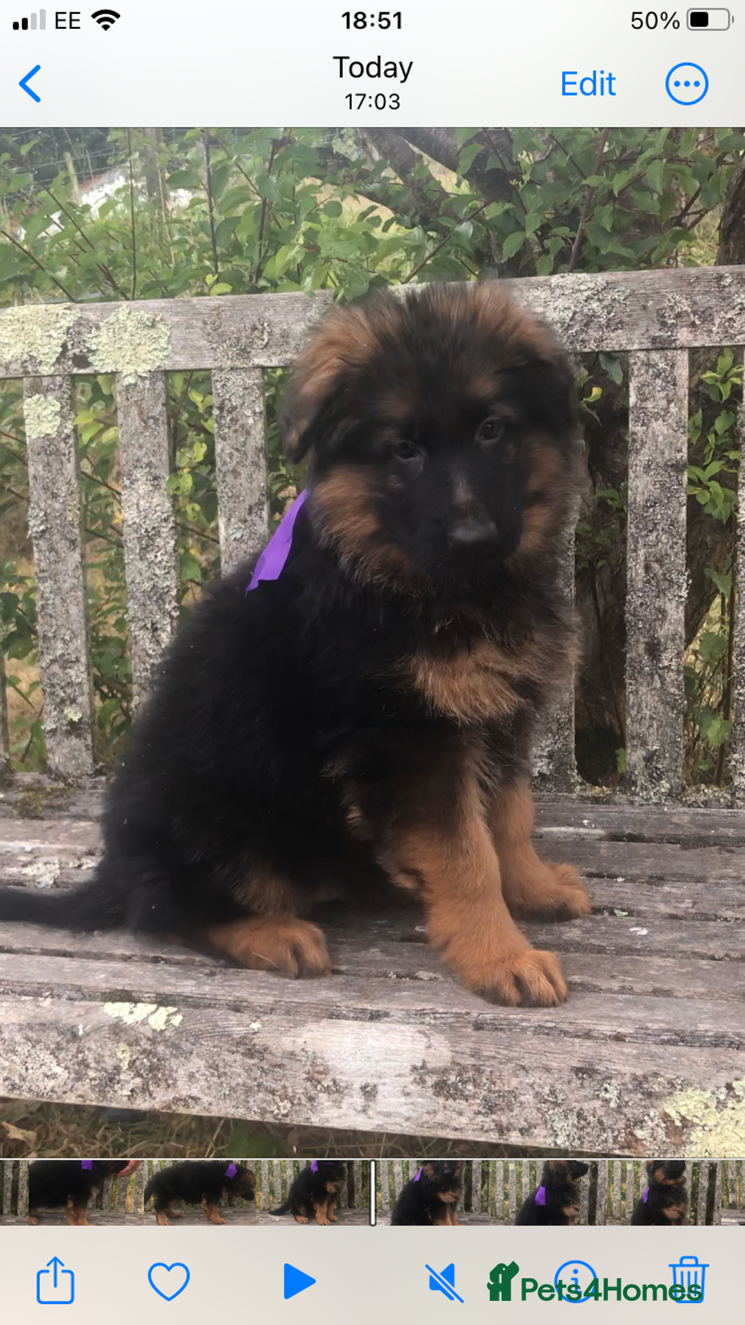 German Shepherd dogs for sale: Beautiful chunky long haired black, tan & red pups - Image 9