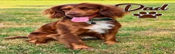 Cocker Spaniel dogs for sale: Gorgeous Male Cocker Spaniel Puppies for Sale - Advert 3
