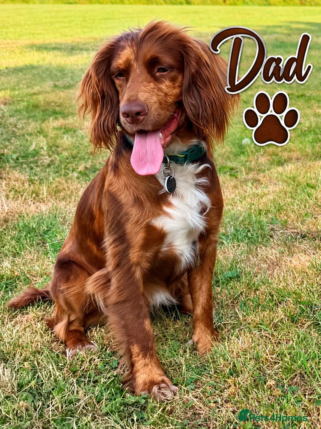 Cocker Spaniel dogs for sale: Gorgeous Male Cocker Spaniel Puppies for Sale - Advert 3