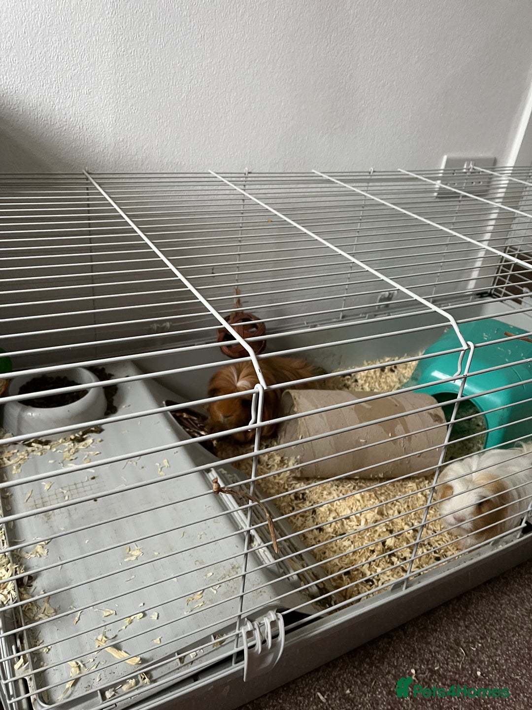Guinea Pig rodents for sale: Guinea Pigs - Advert 3