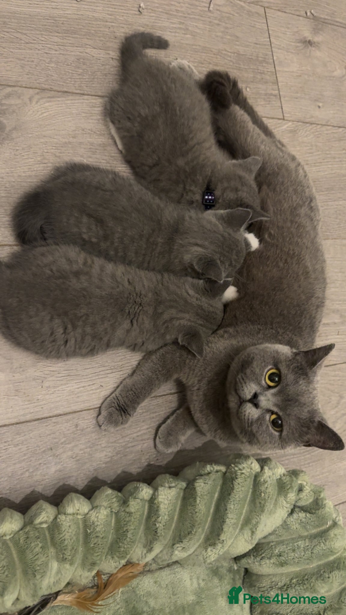 British Shorthair cats British blue boy for sale ♥️ - Advert 1