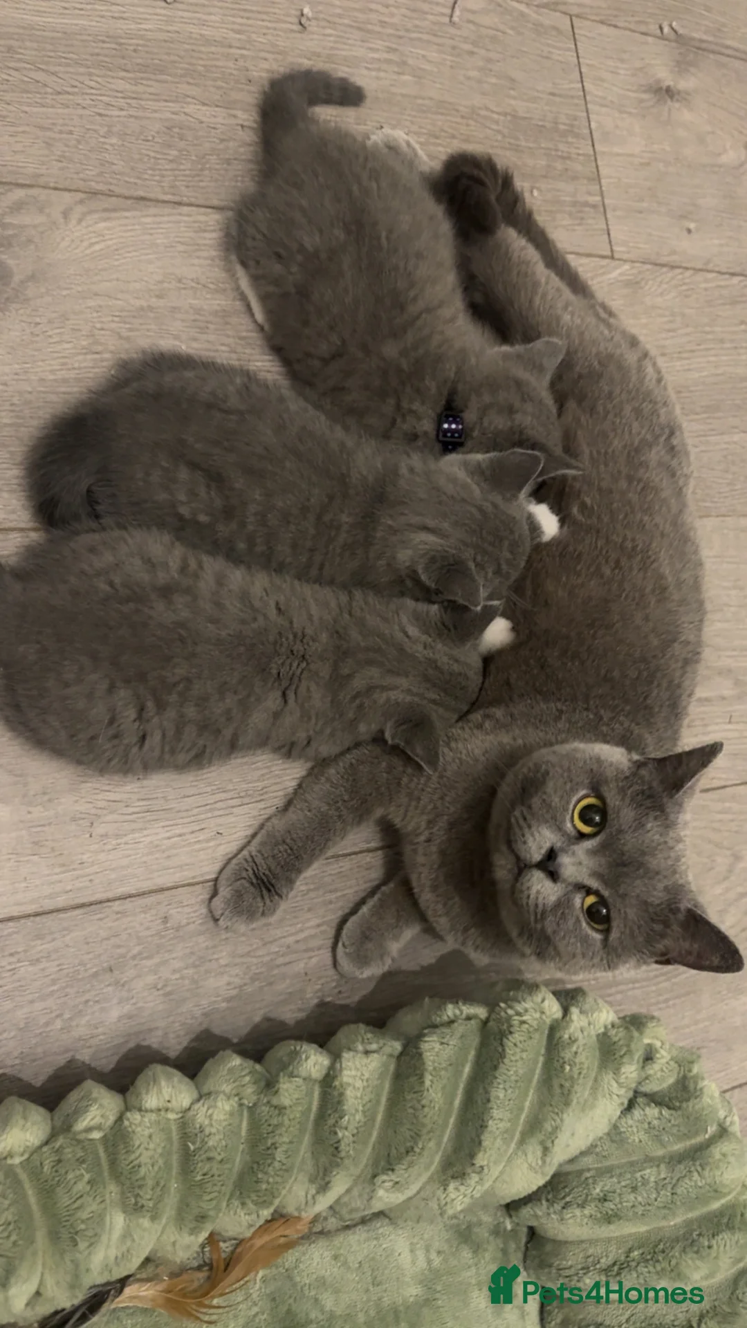 British Shorthair cats for sale: British blue boy for sale ♥️ - Advert 1