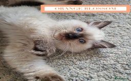Ragdoll cats for sale: GORGREOUS 1/2 PEDIGREE RAGDOLL KITTENS 💗 - Image 12