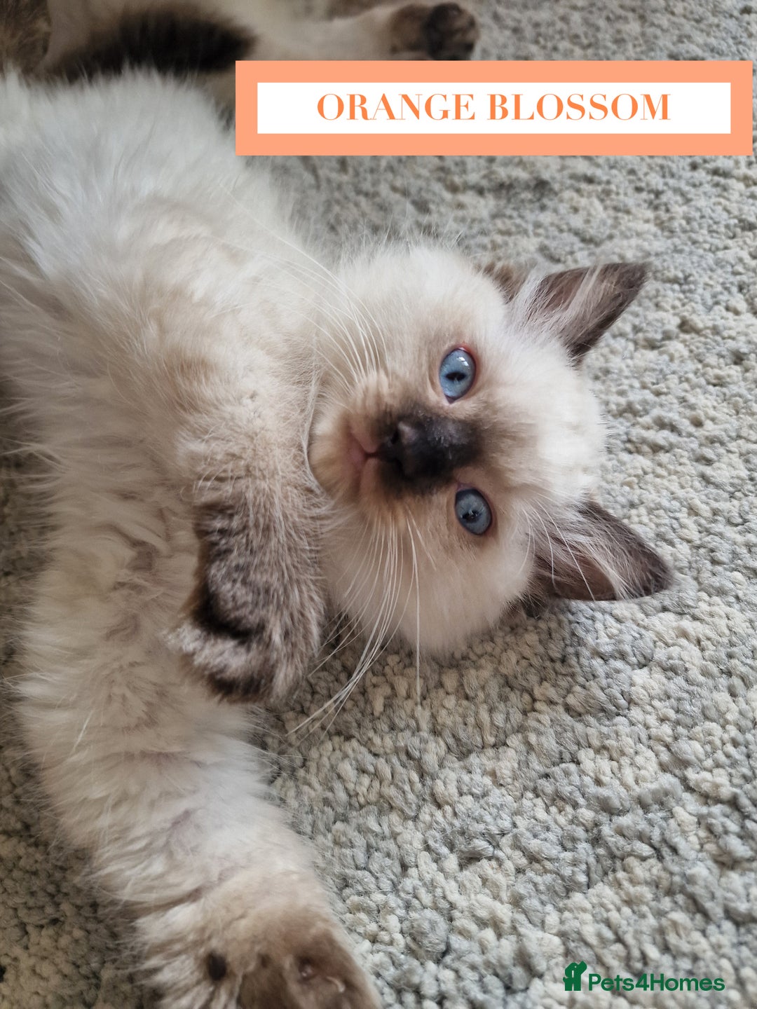 Ragdoll cats for sale: GORGREOUS 1/2 PEDIGREE RAGDOLL KITTENS 💗 - Image 12