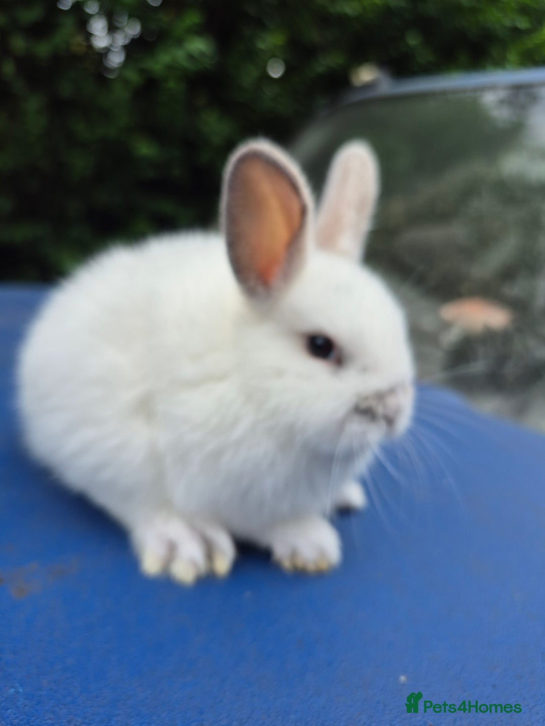 English Spot rabbits for sale: Old english spot rabbits for new homes - Image 4