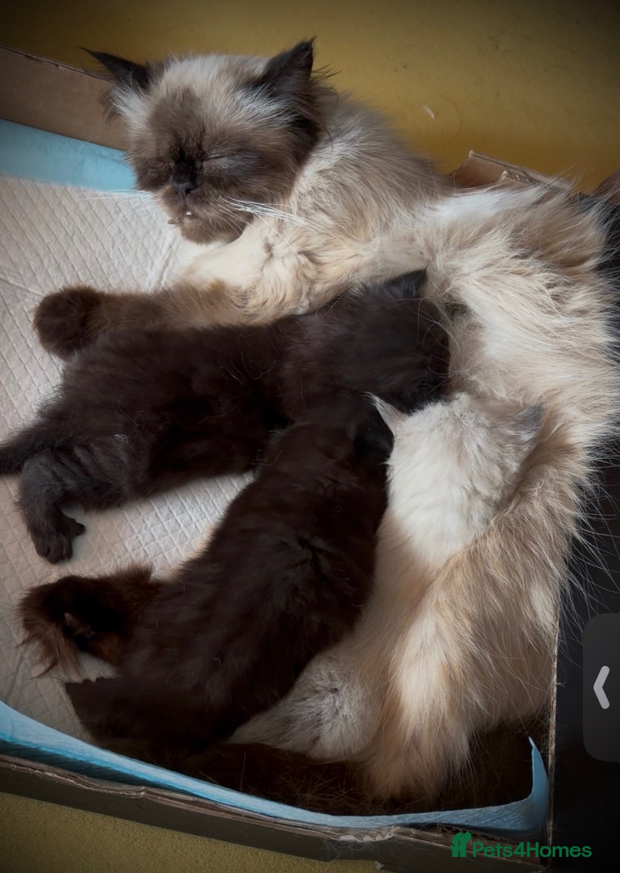 Mixed Breed cats Beautiful Himalayan cross Ragdoll kittens. - Advert 2