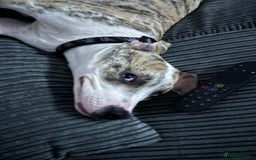 American Bulldog dogs for sale: 1 year old American bulldog  - Advert 9