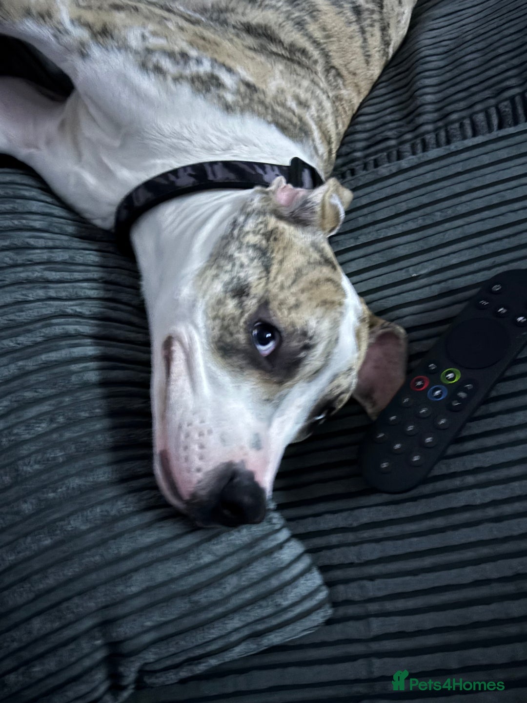 American Bulldog dogs for sale: 1 year old American bulldog  - Advert 9