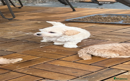 Maltipoo dogs for sale: Tiny Teddy bear maltipoo puppy - Image 15