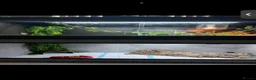 Bearded Dragon reptiles for sale: Bearded dragons-red monster/blue bar & Translucent - Advert 7