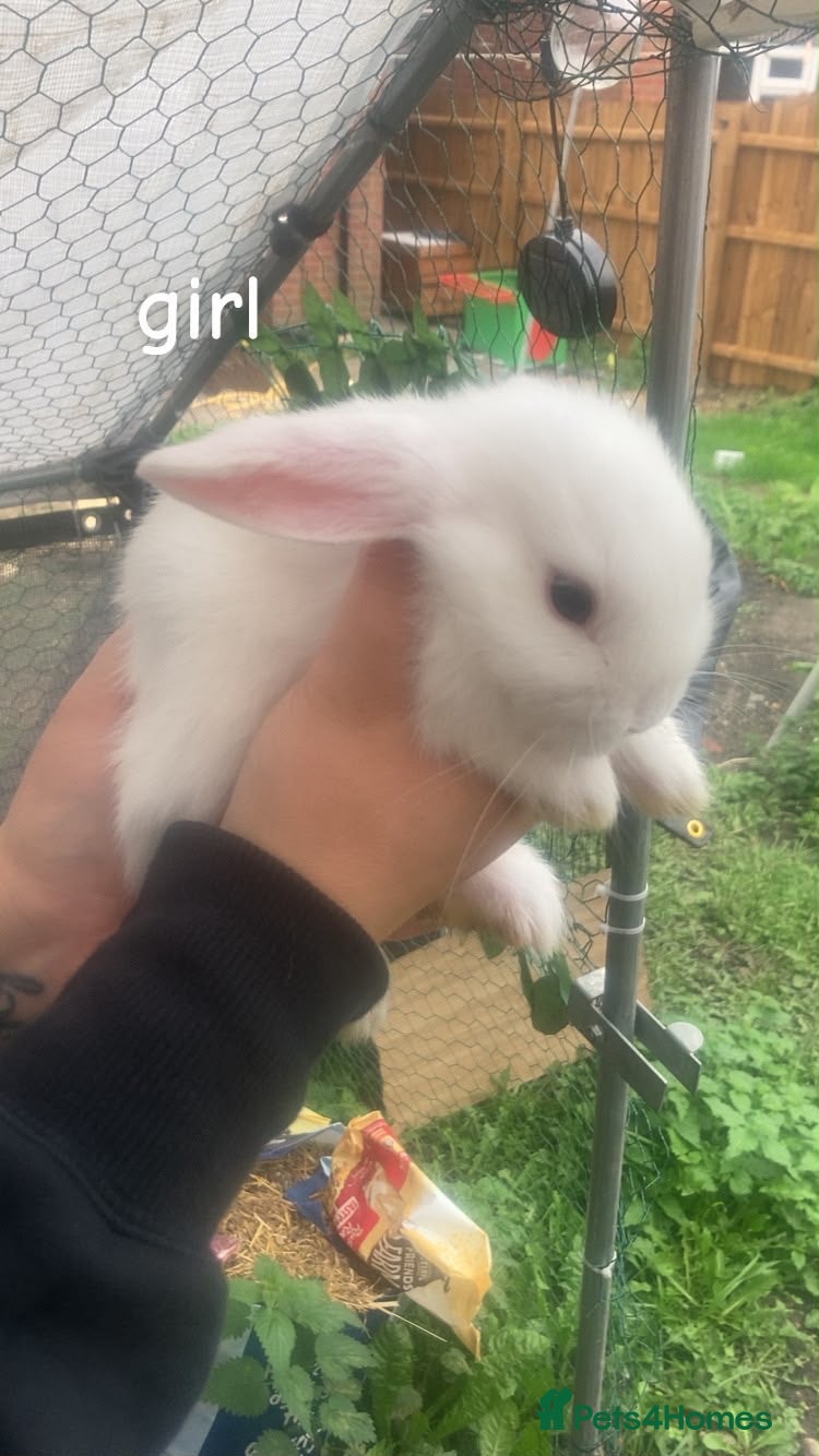 Mini Lop rabbits Mini lop  - Advert 2