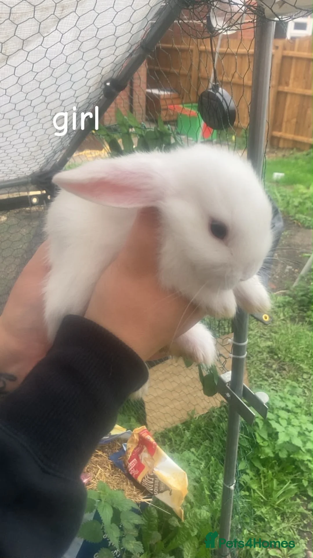Mini Lop rabbits for sale: Mini lop  - Advert 2